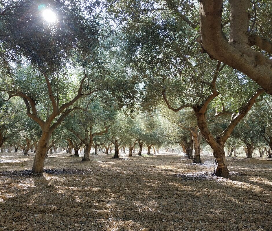 βιολογικοί ελαιώνες σακελλαρόπουλου λακωνία λάδια ελιές ελαιόλαδο βιο single estate