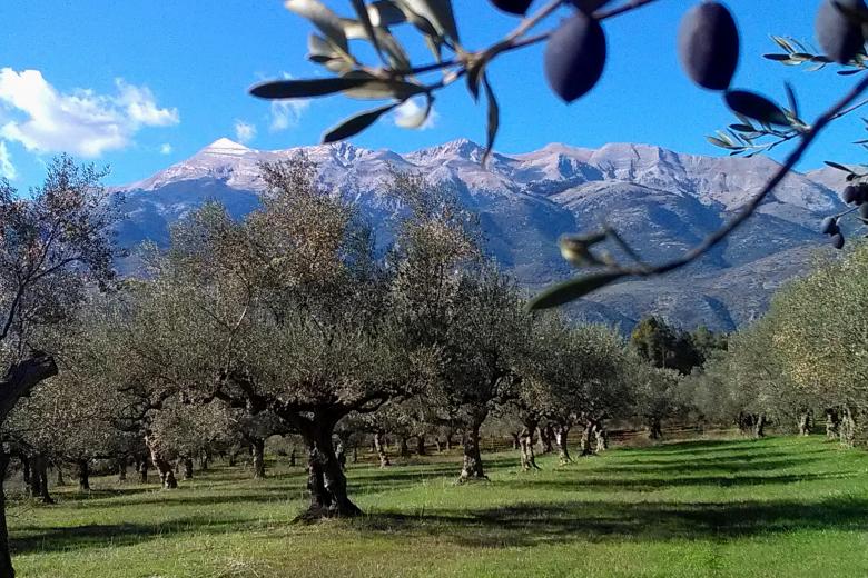 Βιολογικοί Ελαιώνες Σακελλαρόπουλου ελαιόλαδο ελιές Λακωνία βραβεύσεις διαγωνισμοί διεθνείς