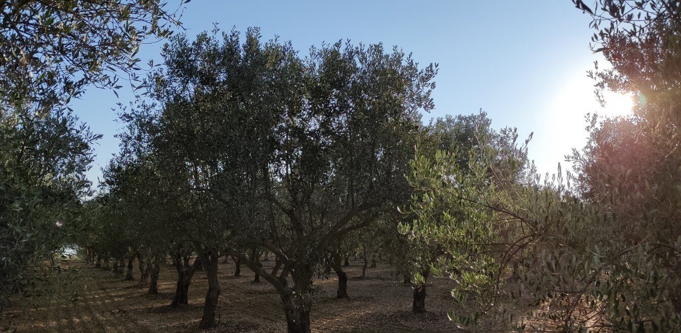 ελαιώνες σακελλαρόπουλου βιολογικά