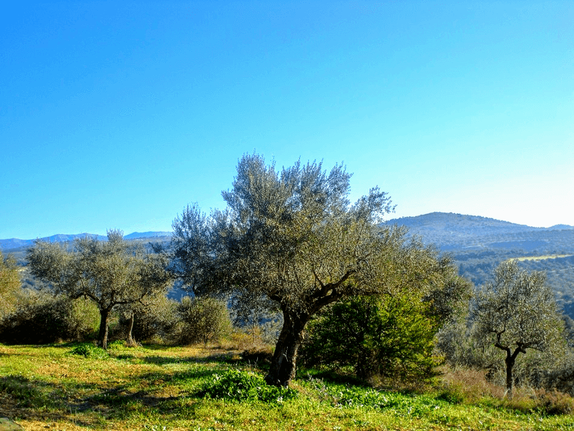 ελαιώνες σακελλαρόπουλου βιολογικά ελαιόλαδα ελιές