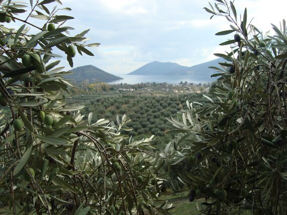 olives field village