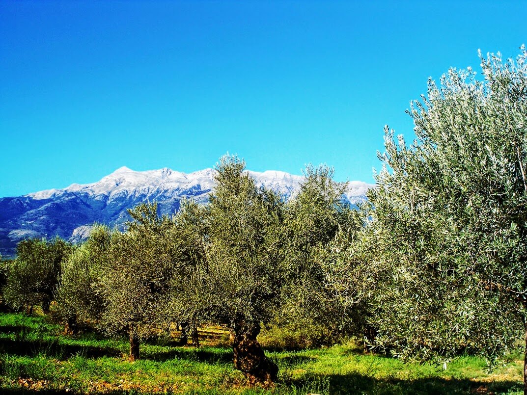 Βιολογικοί Ελαιώνες Σακελλαρόπουλου Σπάρτη Ελλάδα Ελαιόλαδο Επιτραπέζιες Ελιές