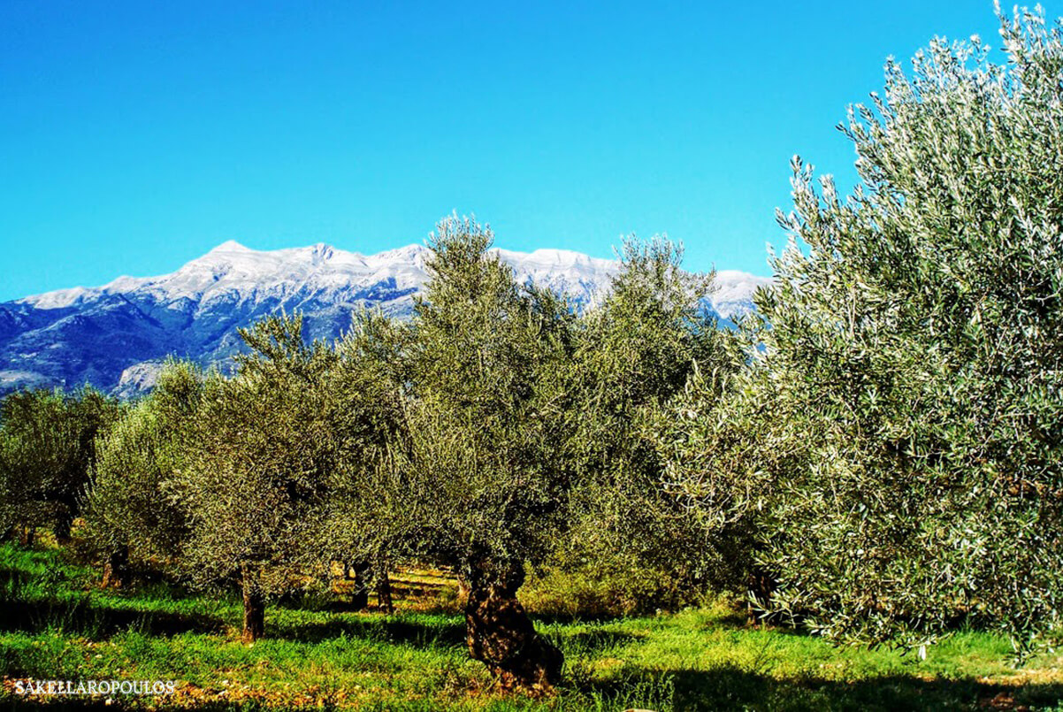 ελαιώνες σακελλαρόπουλου Σπάρτη Λακωνίας ελαιόλαδο