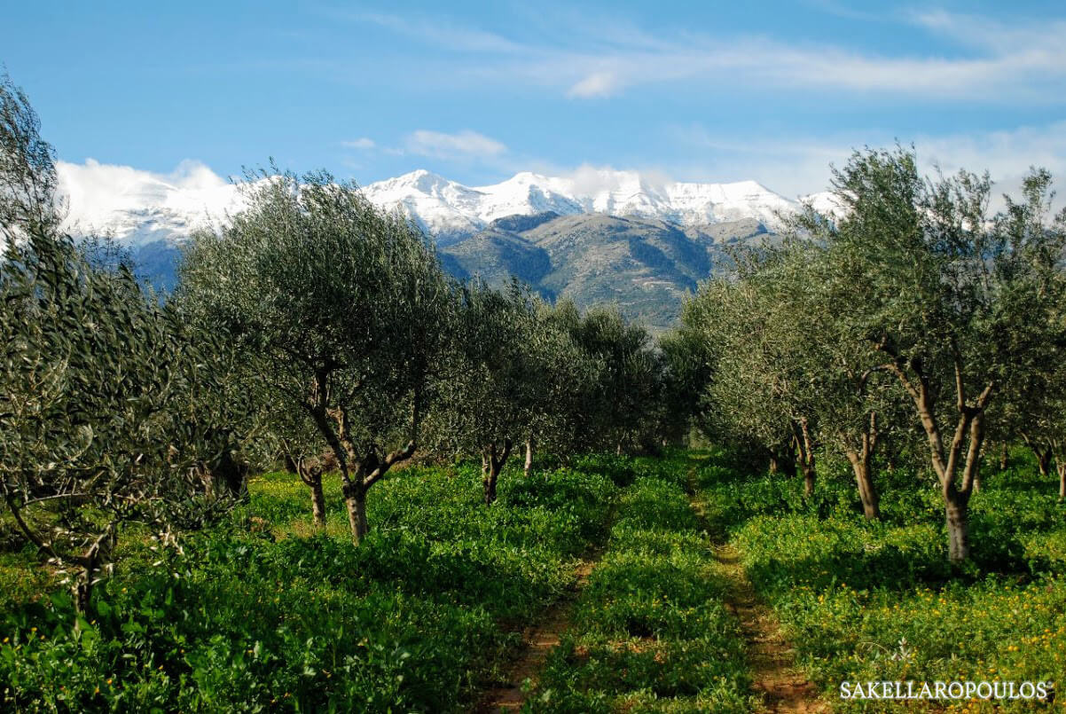 sakellaropoulos organic farms sparta greece fields olive groves