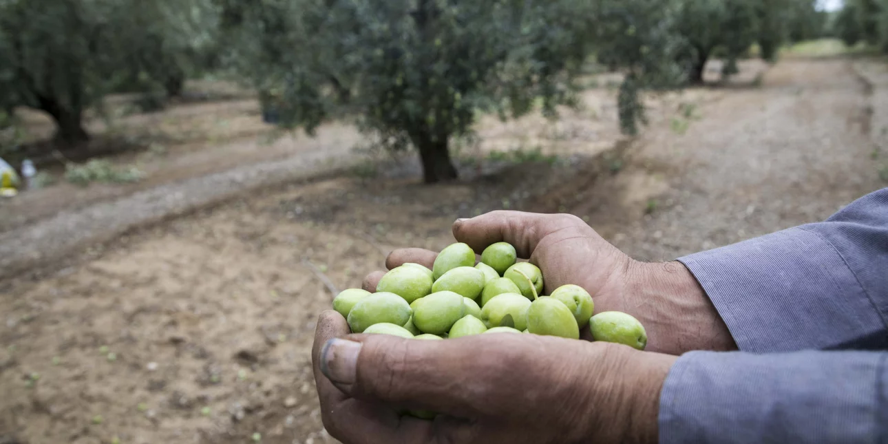 ελαιώνες σακελλαρόπουλου παρίσι avpa gourmet 2021 βραβεία ελαιόλαδο