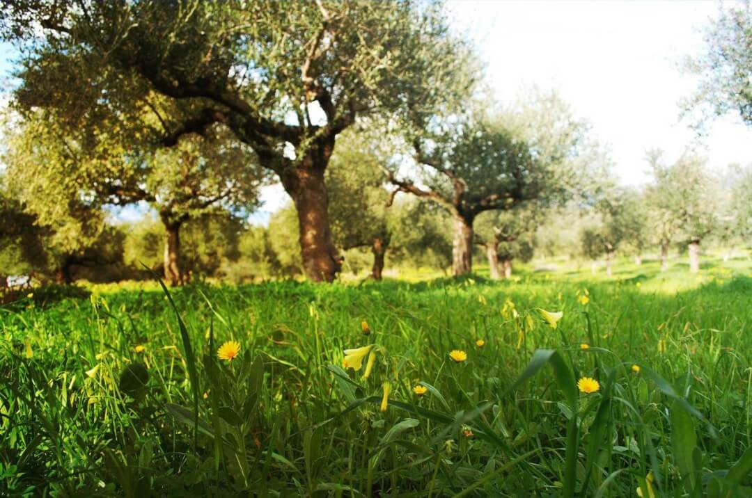 Βιολογικοί Ελαιώνες Σακελλαρόπουλου ελαιώνες κτήματα