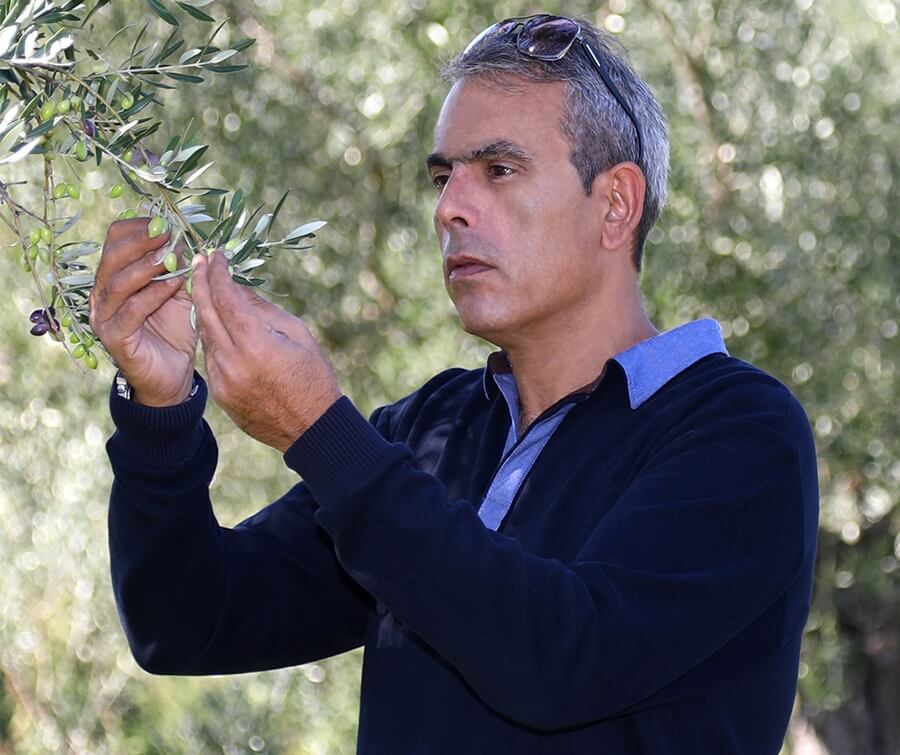 Επιτραπέζιες Ελιές Μείωση Χοληστερόλης Χοληστερίνης Συμπλήρωμα διατροφής υγεία βιολογικό τυροσόλη Φαινόλες Cholestolive