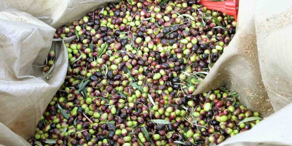 ελαιόλαδο αρωματικό καλύτερο παγκοσμίως olive oil best first worldwide gourmet