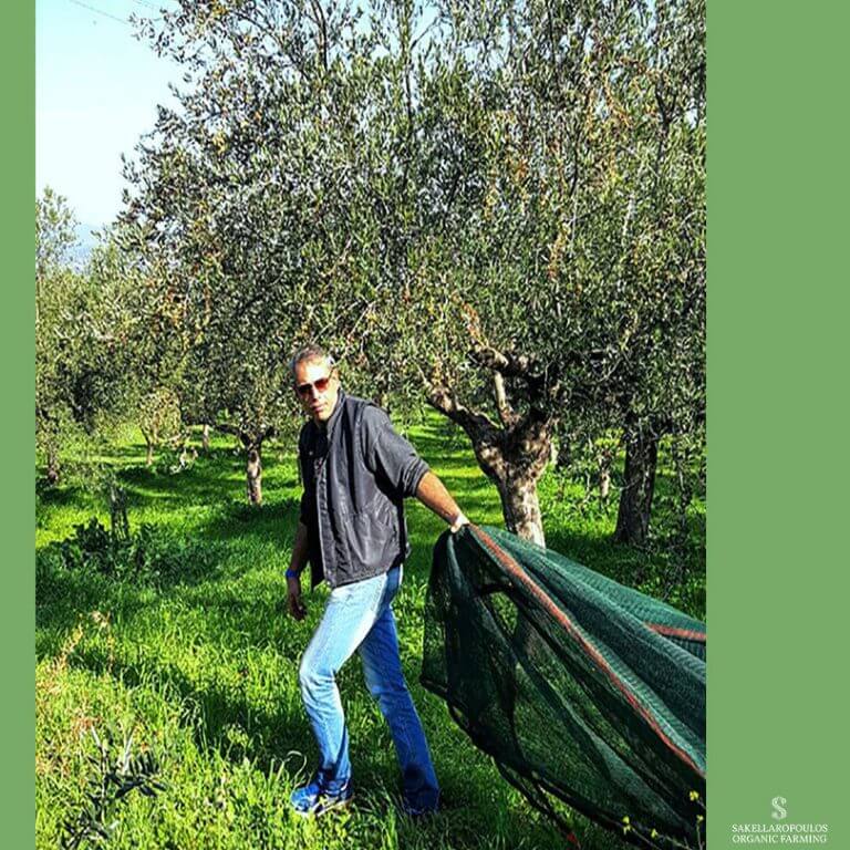 Γιώργος Σακελλαρόπουλος Ελαιόλαδα Ελιές Παραγωγός