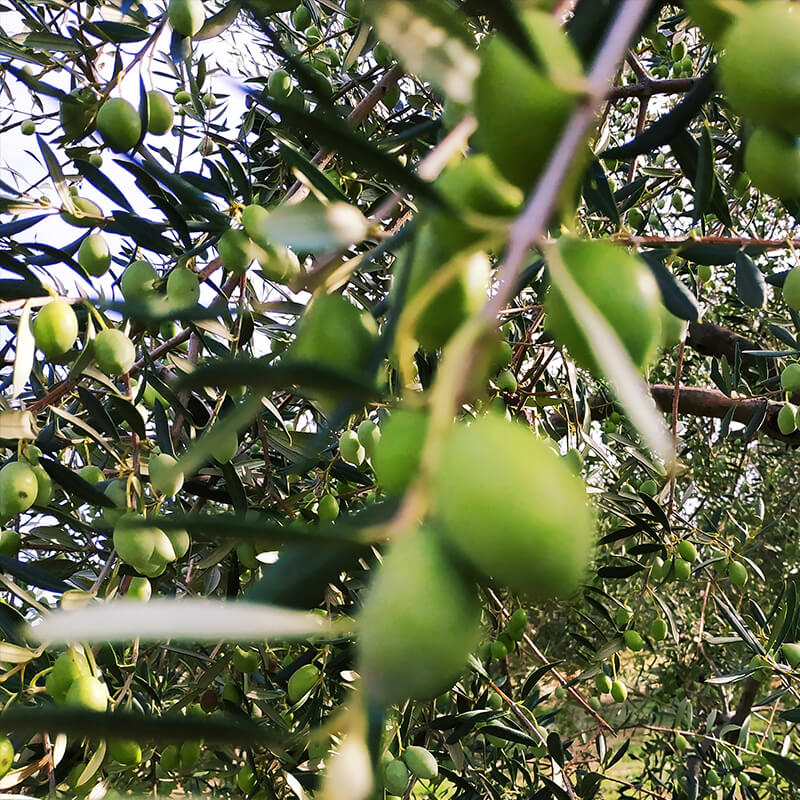 χλωροφύλλη φύλλα ελιάς ελαιόλαδο βιολογικό