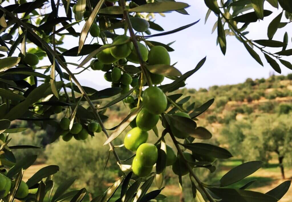 βιολογικοί ελαιώνες σακελλαρόπουλου λακωνία λάδια ελιές ελαιόλαδο βιο single estate