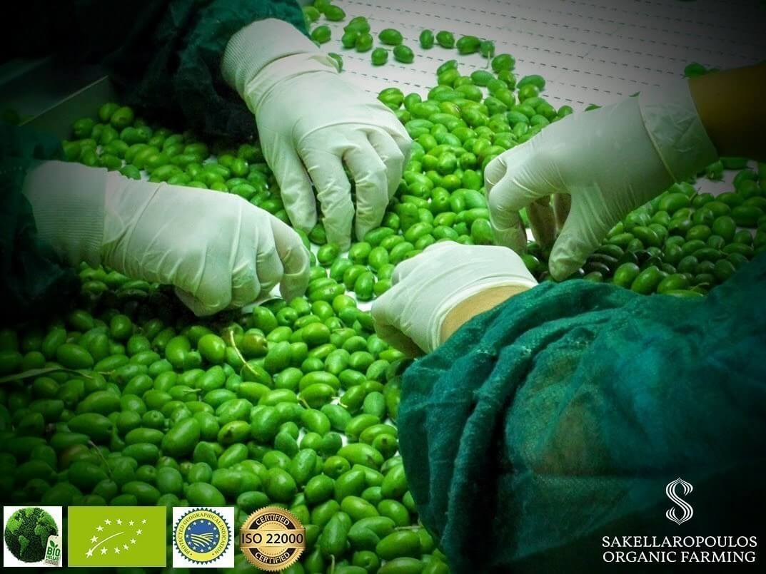 Sakellaropoulos Organic Farms Greek oganic table olives Sparta