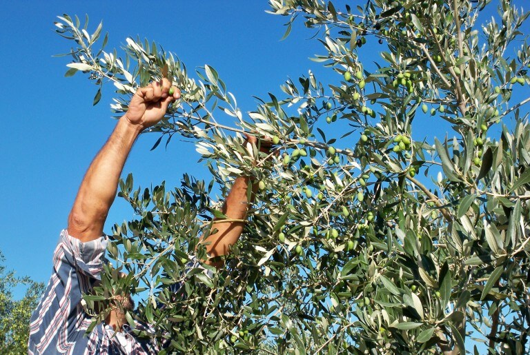 Sakellaropoulos Organic Farms Unripe olive oil polyphenols organic antioxidants