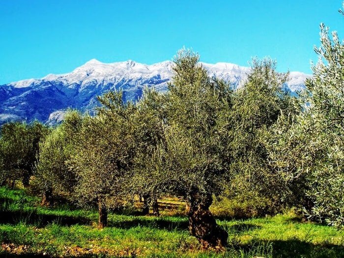 Yale Olives For Health Greek organic Kalamata table olives Sakellaropoulos farms Greece