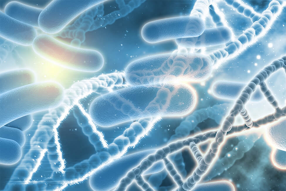 Why Your Gut Bacteria Matters for Heart Health