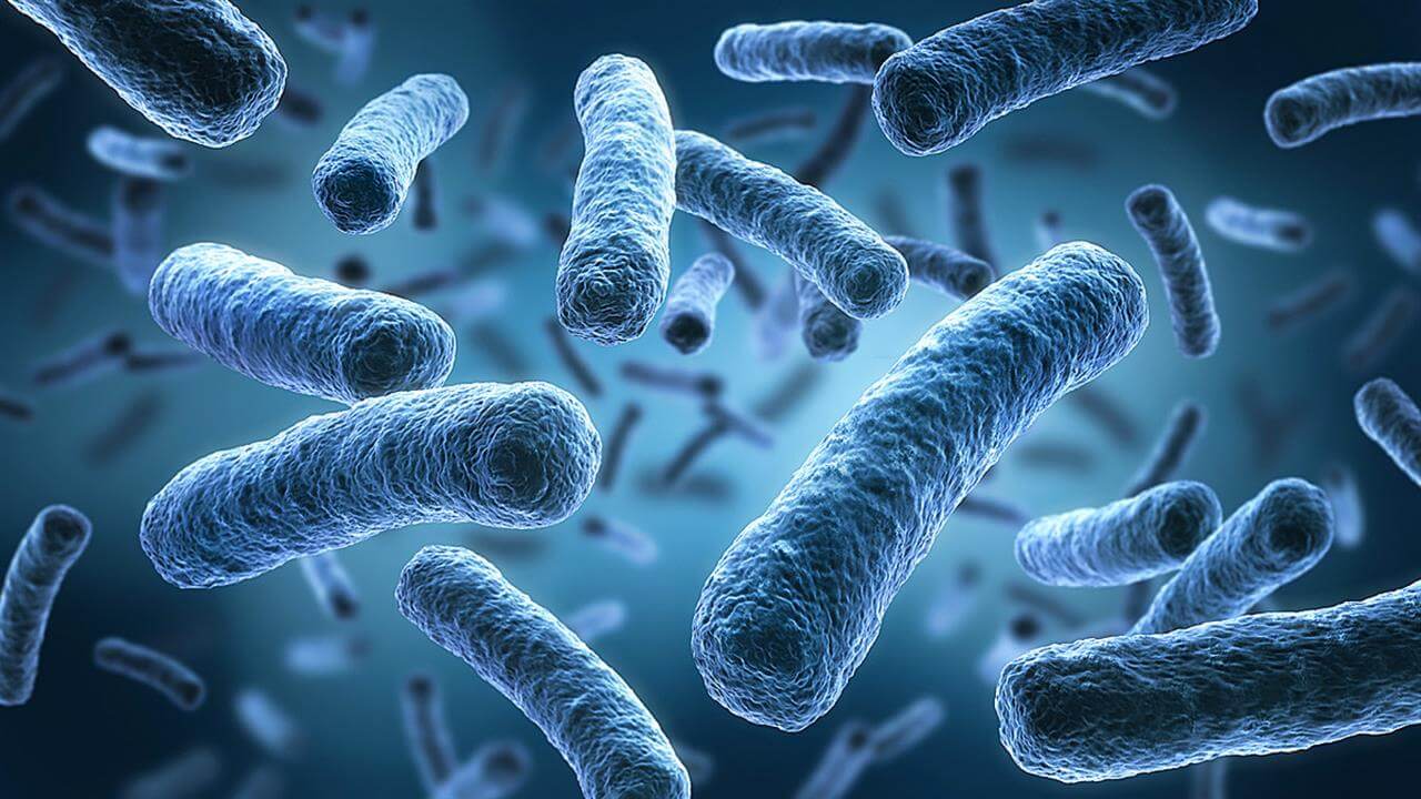 Πηγή: https://www.iatronet.gr/article/111399/pos-ta-vakthria-toy-enteroy-ephreazoyn-thn-ygeia TMAO υγεία TMA βακτήρια του εντέρου επηρεάζουν την υγεία καρδιαγγειακά μικροβίωμα καρδιά νεφρά εγκέφαλος παχυσαρκία