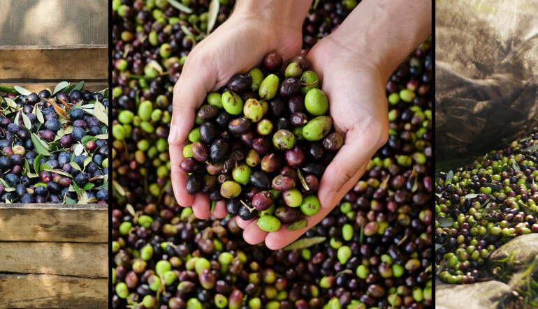 olive oil olives