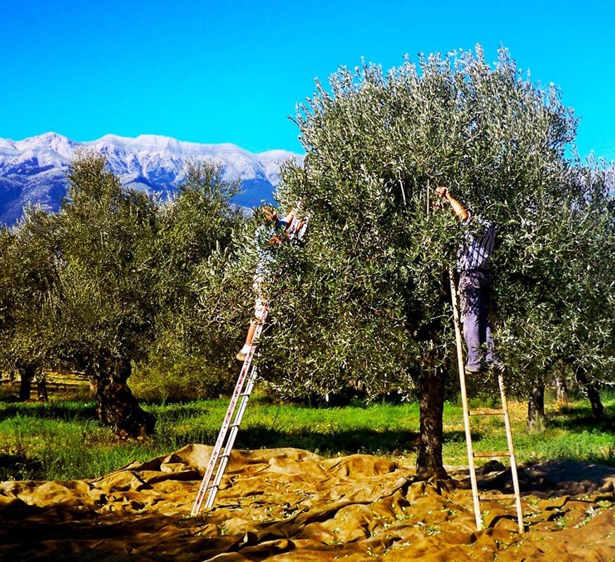 βιολογικοί ελαιώνες σακελλαρόπουλου λακωνία λάδια ελιές ελαιόλαδο βιο single estate