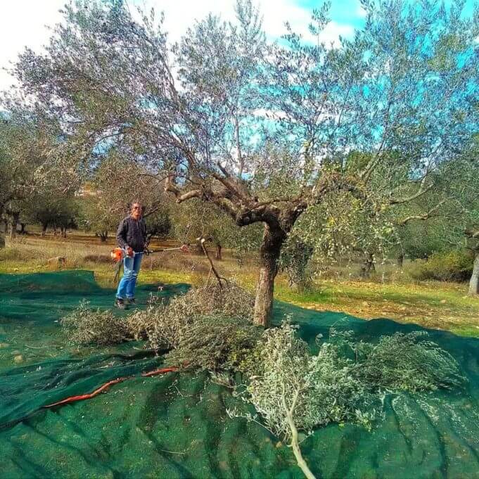 Βιολογικοί Ελαιώνες Σακελλαρόπουλου Κλάδεμα Γιώργος Σακελλαρόπουλος