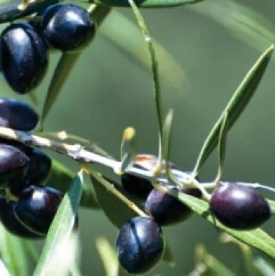 Οι ελιές Καλαμών είναι το νέο superfood σύμφωνα με το «Medicinal Research Reviews»