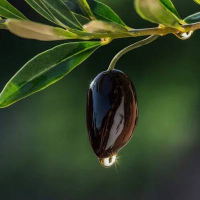 Kalamata Olives - Revered for Centuries
