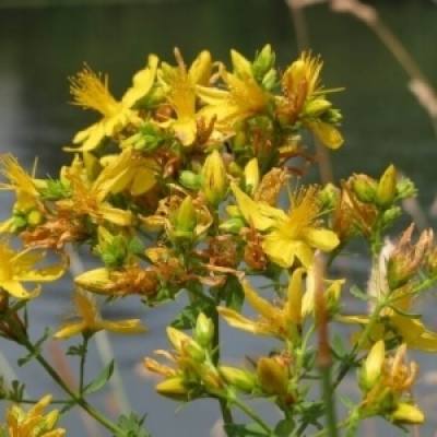 St. John&#039;s Wort: Not Just for Depression
