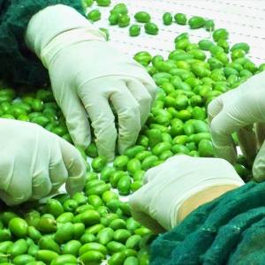 Δευτερογενή συστατικά ελαιολάδου - Διαλογή - Διήθηση