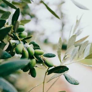 Το χθες και το αύριο της Ελληνικής Ελαιοκομίας