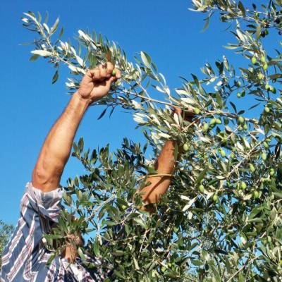 Βιολογικές ελιές και ελαιόλαδο «φοιτούν» στα αμερικανικά πανεπιστήμια