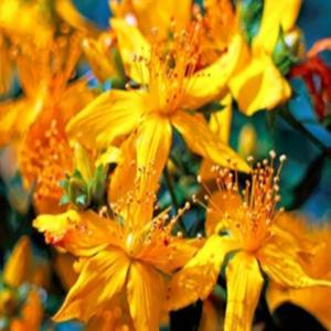 Βάλσαμο για το σώμα και την ψυχή