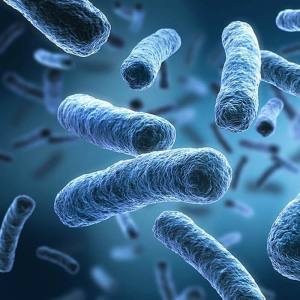 Πώς τα βακτήρια του εντέρου επηρεάζουν την υγεία