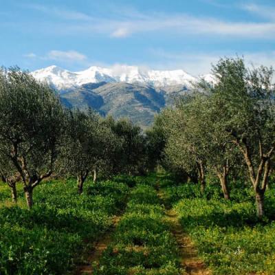 Olives in powder form: The Greek olive grower who won 400 awards for quality and innovation