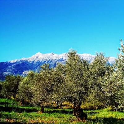 Sakellaropoulos Olive Oil, Olives: Awarded Organic Quality