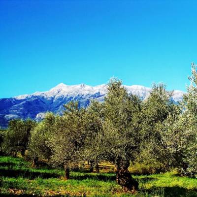 Ελαιόλαδα, Ελιές Ελαιώνων Σακελλαρόπουλου: Βιολογικά, Βραβευμένα, Ποιοτικά