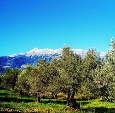 Γιώργος Σακελλαρόπουλος, ο πρωτοπόρος των βραβεύσεων: Τα ελαιόλαδα των βιολογικών ελαιώνων Σακελλαρόπουλου στα καλύτερα του κόσμου για το 2019
