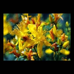 Βαλσαμόλαδο: Θεραπευτικές ιδιότητες και χρήσεις