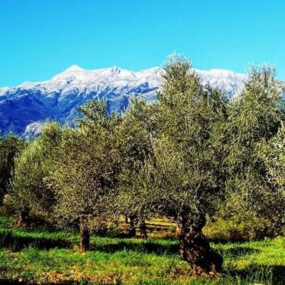 Yale University Researches Health Benefits of Organic Olives from Greece