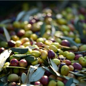 Παγκόσµιος πρεσβευτής το λάδι των… Λακεδαιµονίων