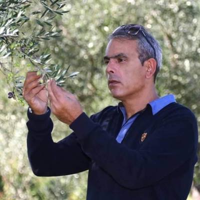 Ελαιόλαδο: Επιτακτική ανάγκη η λειτουργία Πανεπιστημιακού Ιδρύματος Ελαιοκομίας