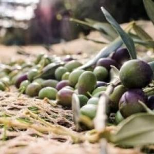 Ελιά, φύλλα ελιάς και ελαιόλαδο: Θεραπευτικές ιδιότητες και τρόποι χρήσης