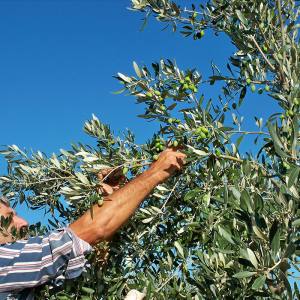 Συγκομιδή Βιολογικού Ελαιόκαρπου