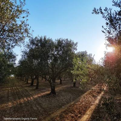 Παγκόσμιο ρεκόρ με 203 διεθνή βραβεία σε ελληνικό βιολογικό ελαιώνα