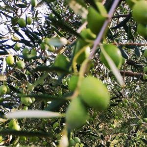 Φωτοοξείδωση - Χλωροφύλλη