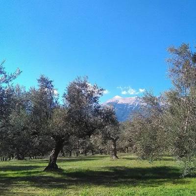 Ελιές σε μορφή σκόνης: Ο Έλληνας ελαιοπαραγωγός που πήρε 400 βραβεία για την ποιότητα και την καινοτομία