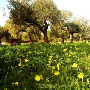 Η ελληνική επιχείρηση των 100 διεθνών βραβείων